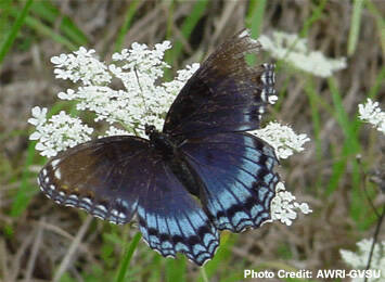 A spicebush swallowtail butterfly feeds from a white flower.